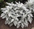 Cineraria maritima. - comprar online