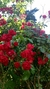 Rosa rococo. - comprar online