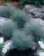Festuca.