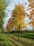 Acer Sacharinum - comprar online