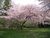 Prunus en internet