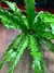 Asplenium osaka. en internet