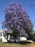 Jacaranda 7lt(160-180cm) en internet