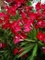 Laurel de flor. ch - VJR Vivero y Jardineria Romero
