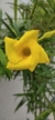 Thevetia peruviana. - comprar online