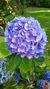 Hortensia