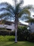 Palmera Pindo