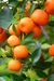 Mandarina. en internet