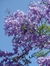 Jacaranda 7lt(160-180cm)