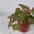 Begonia cleopatra. - comprar online