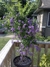 Duranta en internet