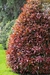 Photinia - comprar online