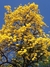 Lapacho amarillo 7lt(100-120cm) en internet