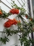 Crataegus