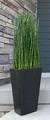 Equisetum.