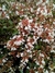 Abelia 3 lt
