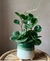 Peperomia obtusifolia. en internet