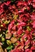 Nandina fire power. - comprar online