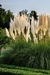 Miscanthus.