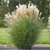 Miscanthus. - comprar online