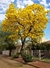 Lapacho amarillo 10lt(180-220cm)
