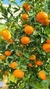 Mandarina gr - comprar online