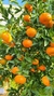 Mandarina. - comprar online