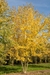 Acer Sacharinum