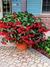 Begonia dragon.
