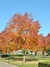Acer Sacharinum en internet