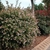 Abelia 3 lt - comprar online