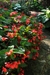 Begonia dragon. en internet