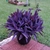 Tradescantia.