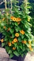 Thunbergia. - comprar online