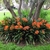 Clivia. en internet