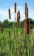Juncos - comprar online