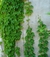 Ampelopsis. - comprar online