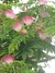acacia constantinopla - VJR Vivero y Jardineria Romero