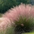 Muhelenbergia.