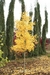Ginkgo biloba