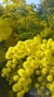 Acacia carnavala