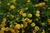 Lantana.
