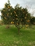 Naranja de ombligo