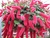 Alcalypha hispida. - comprar online