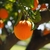 Naranja de ombligo en internet