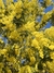 Acacia dealbata