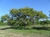 Algarrobo 4lt (120-150cm)