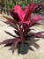 Cordyline fruticosa.