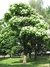 Catalpa