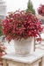 Nandina fire power. en internet